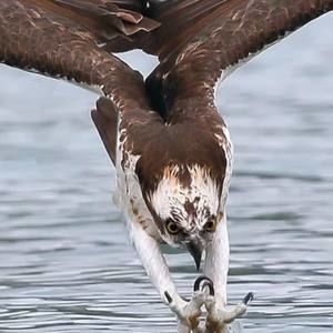 Meet your Posher, Pedro ernesto